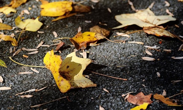 Wind blown leaves by Maryva2