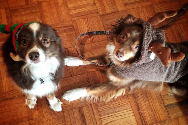 Festive dogs (Flickr pool photo by Desiree L.C.)