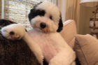 Ezra on the couch