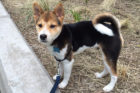 Miso