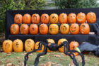Halloween decorations of N. Jackson Street