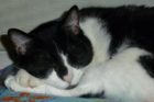 Pet of the Week KitKat 3
