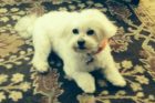 Pet of the Week Mulligan 1