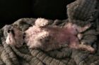Pet of the Week Mulligan 2