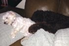 Pet of the Week Mulligan 3