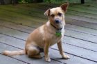 Pet of the Week Toby