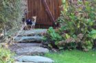 Pet of the Week Toby 2
