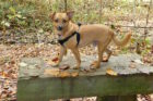Pet of the Week Toby 4