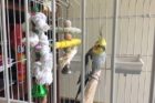 Pet of the Week Tweetie
