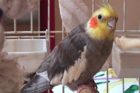 Pet of the Week Tweetie 2