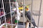 Pet of the Week Tweetie 3