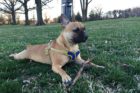Pet of the Week Gus