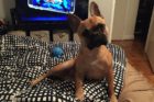 Pet of the Week Gus 2