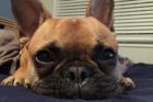 Pet of the Week Gus 3