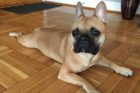 Pet of the Week Gus 4