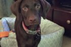 Pet of the Week Kuechly
