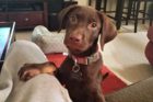 Pet of the Week Kuechly 2