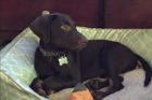 Pet of the Week Kuechly 3