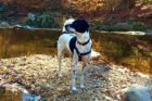 Pet of the Week Theo