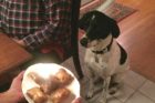 Pet of the Week Theo 2