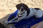 Pet of the Week Theo 3