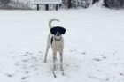Pet of the Week Theo 4