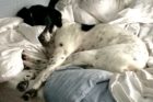 Pet of the Week Theo 5