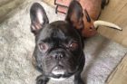 Pet of the Week Winston