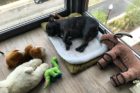 Pet of the Week Winston 2