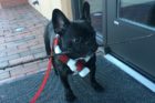 Pet of the Week Winston 3
