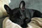 Pet of the Week Winston 4