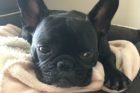 Pet of the Week Winston 5