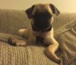 Walter the Pug Puppy