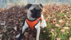 Walter the Pug Puppy