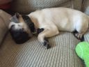Walter the Pug Puppy