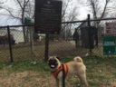 Walter the Pug Puppy