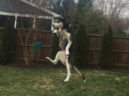 Chase3