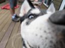 Chase6