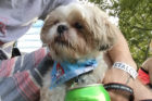 Charlie, Arlington Pet of the Week