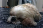 Another photo of Charlie, Arlington Pet of the Week