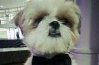 Closeup of Charlie, Arlington Pet of the Week