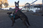 Ivy and Olive pet of the week