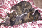 Ivy and Olive pet of the week
