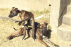 Ivy and Olive pet of the week