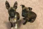 Ivy and Olive pet of the week