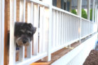 Henry Pet of the Week