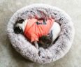Igor Pet of the Week