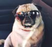 Igor Pet of the Week