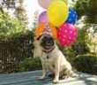 Igor Pet of the Week