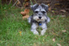 Henry Pet of the Week